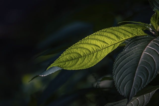 Free download leaves branches leaf forest young free picture to be edited with GIMP free online image editor
