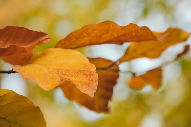 Free download leaves branch fall autumnal free picture to be edited with GIMP free online image editor