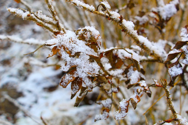 Free download leaves branch frost snow ice free picture to be edited with GIMP free online image editor