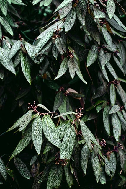 Free download leaves branch green environment free picture to be edited with GIMP free online image editor