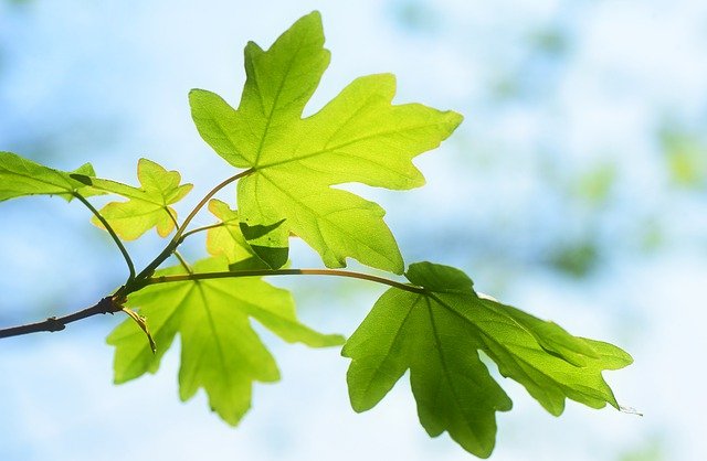 Free download leaves branch spring foliage twig free picture to be edited with GIMP free online image editor