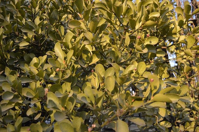 Free download leaves branch tree plant bush free picture to be edited with GIMP free online image editor