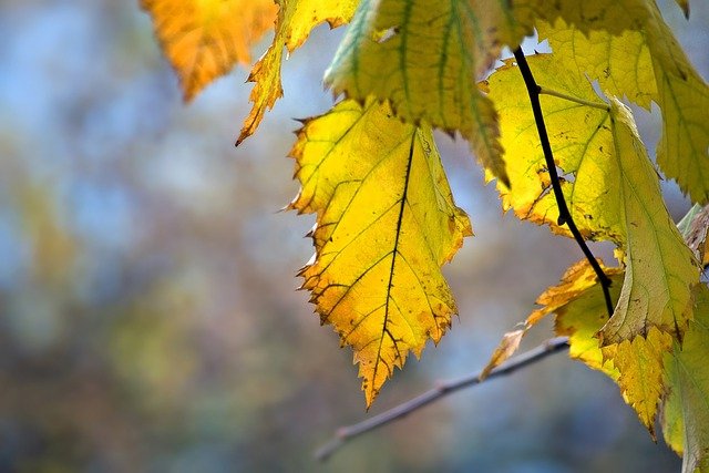 Free download leaves branch twigs foliage autumn free picture to be edited with GIMP free online image editor