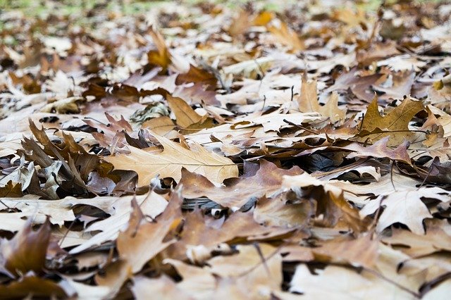 ดาวน์โหลดฟรี Leaves Brown Elijah Clerici - ภาพถ่ายหรือรูปภาพฟรีที่จะแก้ไขด้วยโปรแกรมแก้ไขรูปภาพออนไลน์ GIMP