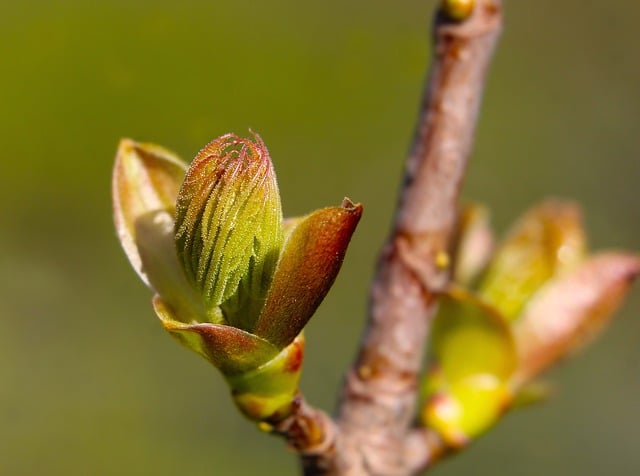 Free download leaves buds plants flora botany free picture to be edited with GIMP free online image editor