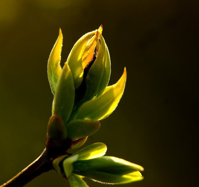 Free download leaves buds plants pitch spring free picture to be edited with GIMP free online image editor