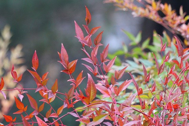 Gratis download Leaves Bush Colorful - gratis foto of afbeelding om te bewerken met GIMP online afbeeldingseditor