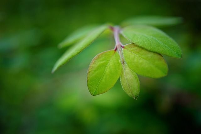 Free download leaves bushes green forest leaf free picture to be edited with GIMP free online image editor