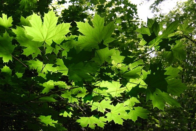 Download gratuito di Leaves Canopy Green: foto o immagine gratuita da modificare con l'editor di immagini online GIMP