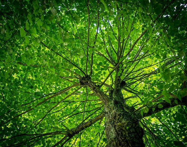 Free download leaves canopy tree crown nature free picture to be edited with GIMP free online image editor
