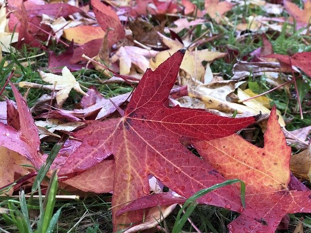 Free download Leaves Closeup Foliage -  free photo or picture to be edited with GIMP online image editor