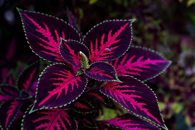 Free download leaves coleus flora nature free picture to be edited with GIMP free online image editor
