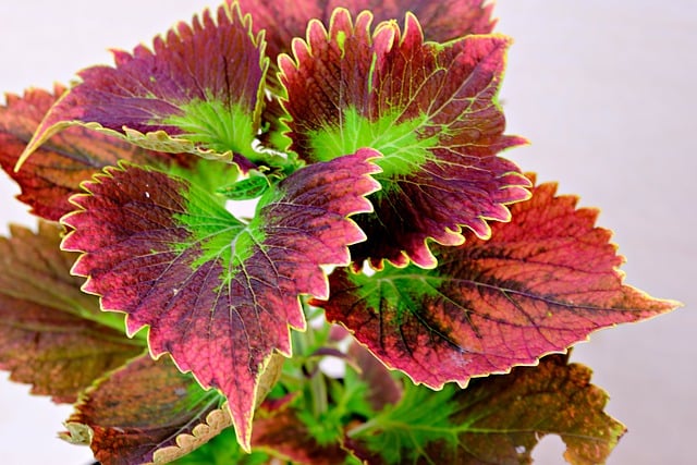 Free download leaves coleus pattern nature free picture to be edited with GIMP free online image editor