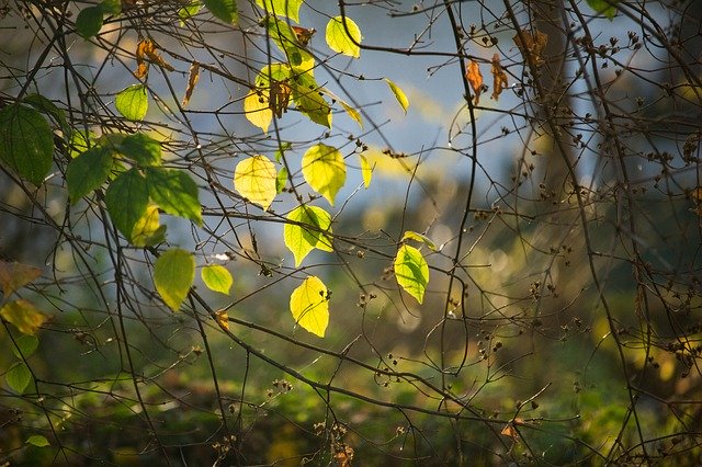 Download gratuito Foglie colorate d'autunno - foto o immagine gratuita da modificare con l'editor di immagini online di GIMP