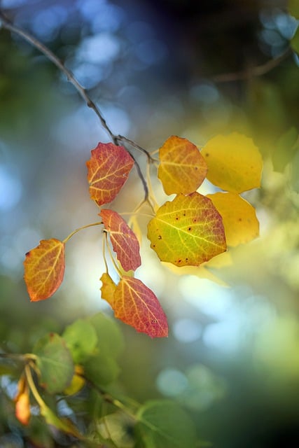 Free download leaves colorful autumn nature free picture to be edited with GIMP free online image editor