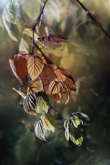Free download leaves colorful autumn sprig macro free picture to be edited with GIMP free online image editor