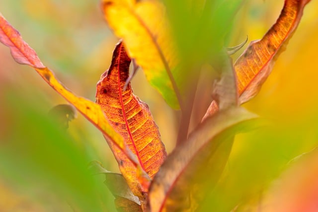 Free download leaves colorful dry texture summer free picture to be edited with GIMP free online image editor