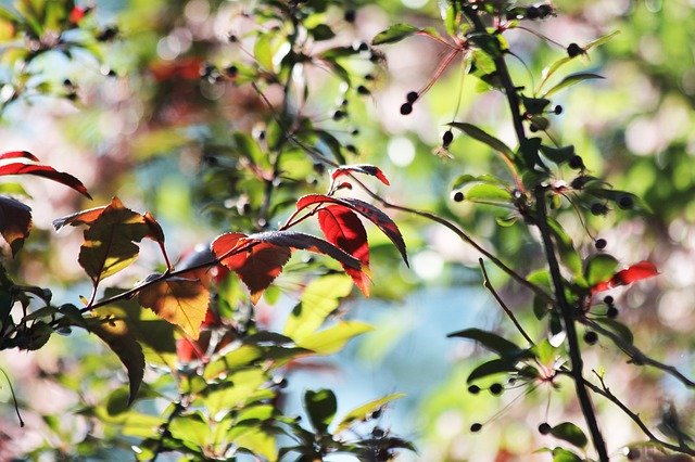 تنزيل Leaves Colorful Plants مجانًا - صورة مجانية أو صورة لتحريرها باستخدام محرر الصور عبر الإنترنت GIMP