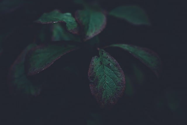 Descarga gratuita hojas verde oscuro hojas verde oscuro imagen gratis para editar con el editor de imágenes en línea gratuito GIMP