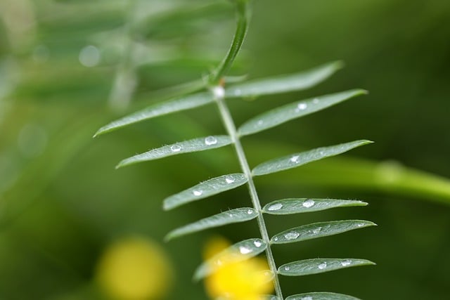Free download leaves dew drops plants yellow free picture to be edited with GIMP free online image editor