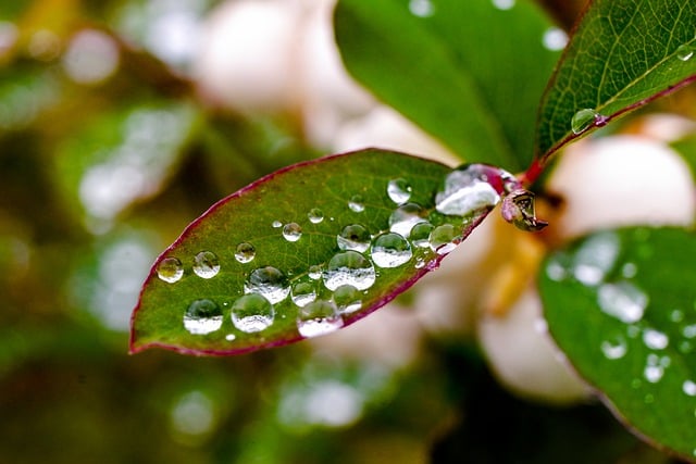 Free download leaves dewdrops water drops nature free picture to be edited with GIMP free online image editor