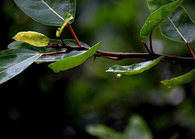 ดาวน์โหลดฟรี Leaves Dew Green - ภาพถ่ายหรือรูปภาพฟรีที่จะแก้ไขด้วยโปรแกรมแก้ไขรูปภาพออนไลน์ GIMP