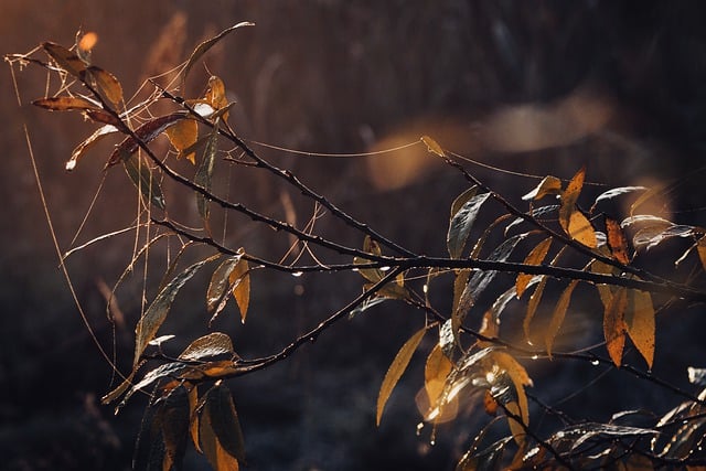 Free download leaves dew web dawn forest nature free picture to be edited with GIMP free online image editor