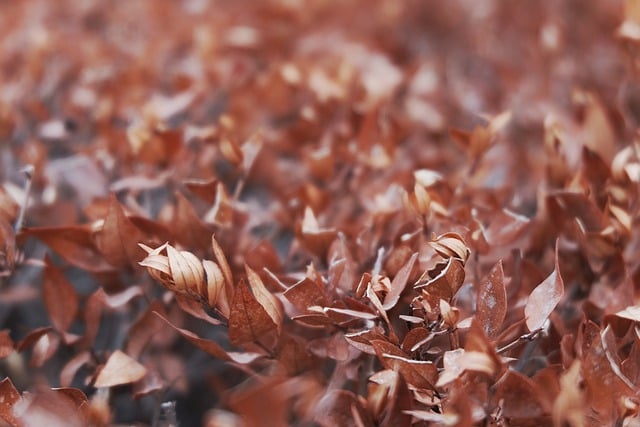 Free download leaves dried leaves red leaf fall free picture to be edited with GIMP free online image editor