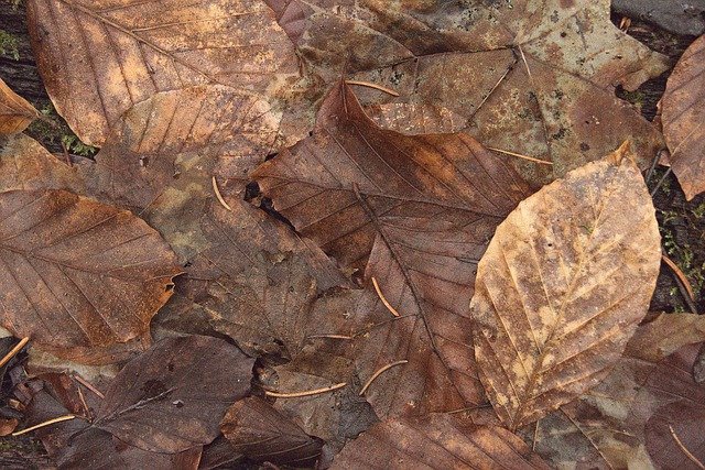 Free download leaves dried up leaf veins dry free picture to be edited with GIMP free online image editor