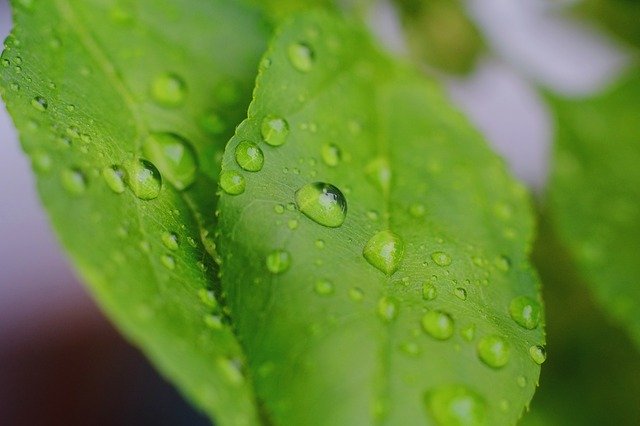 Free download Leaves Drop Leaf -  free photo or picture to be edited with GIMP online image editor