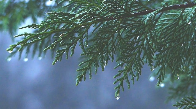 Free download leaves drops tree rain water wet free picture to be edited with GIMP free online image editor