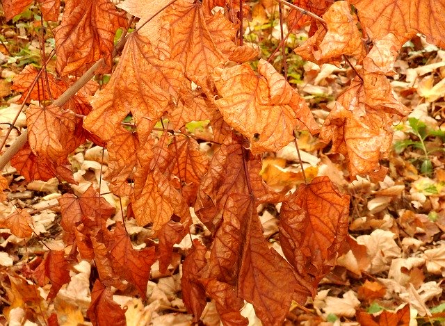 Template Photo Leaves Dry Autumn -  for OffiDocs