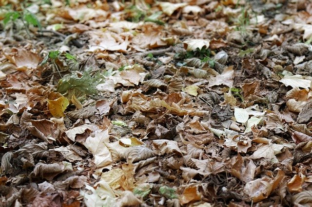 Free download Leaves Dry Down -  free photo or picture to be edited with GIMP online image editor