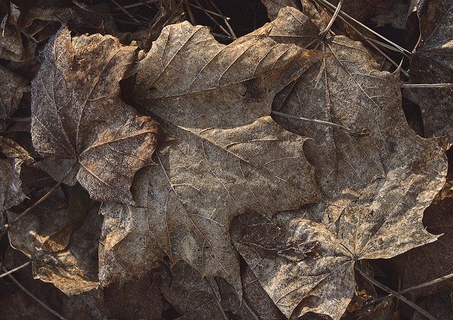 Free download leaves dry frost hoarfrost frozen free picture to be edited with GIMP free online image editor