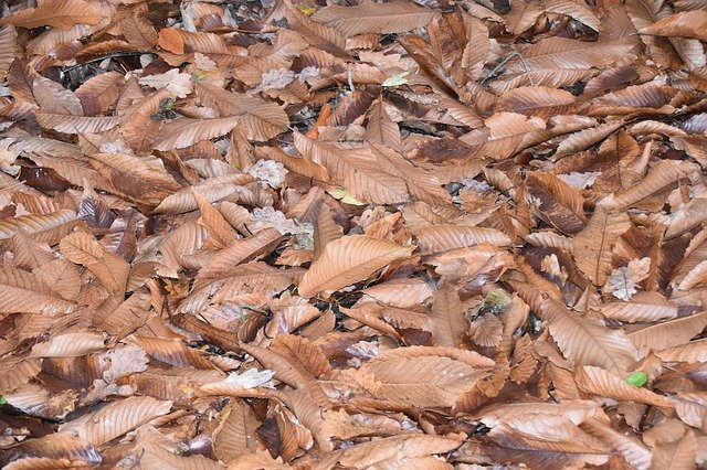 Free download Leaves Dry Ground Cover -  free free photo or picture to be edited with GIMP online image editor