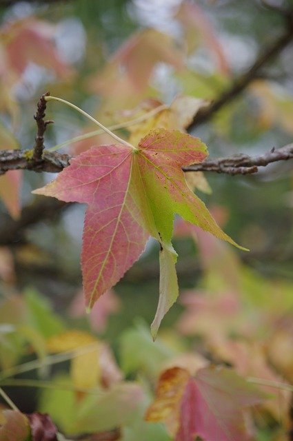 Muat turun percuma Leaves Fall - foto atau gambar percuma untuk diedit dengan editor imej dalam talian GIMP