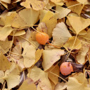 Leaves fall and fruit falls  screen for extension Chrome web store in OffiDocs Chromium