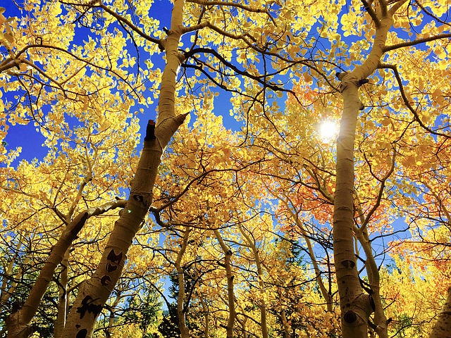 Free download leaves fall au autumn season tree free picture to be edited with GIMP free online image editor