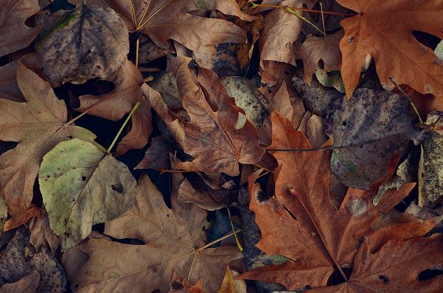 Free download Leaves Fall Background -  free free photo or picture to be edited with GIMP online image editor