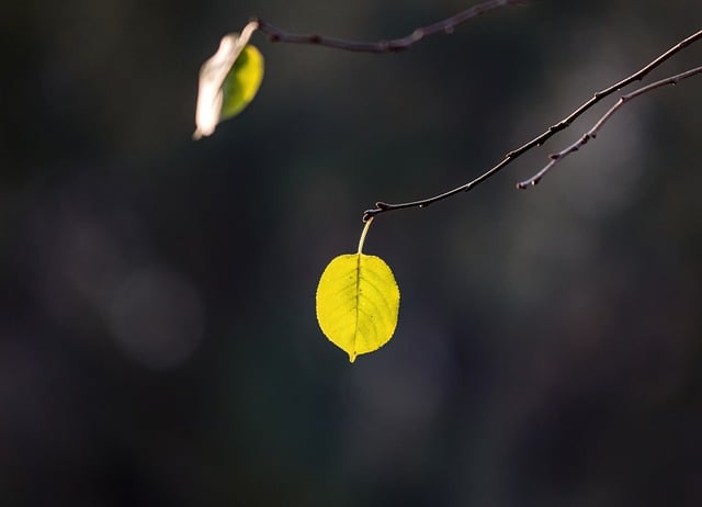 Free download leaves fall branches flora bud free picture to be edited with GIMP free online image editor