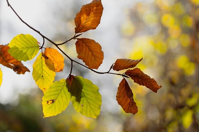 Free download leaves fall branch wilted tree free picture to be edited with GIMP free online image editor