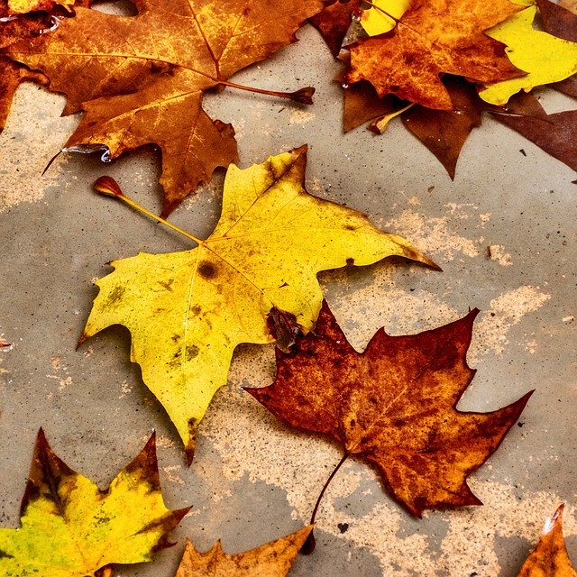 تنزيل Leaves Fallen Dead مجانًا - صورة مجانية أو صورة لتحريرها باستخدام محرر الصور عبر الإنترنت GIMP