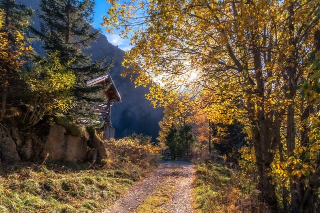 Téléchargement gratuit d'une image gratuite de feuilles d'automne de forêt multicolore à modifier avec l'éditeur d'images en ligne gratuit GIMP