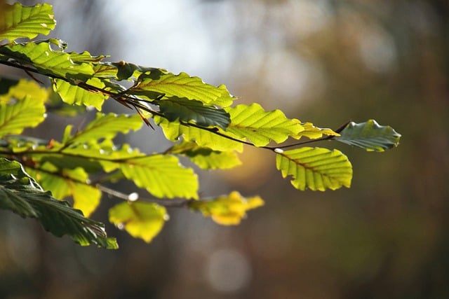 Kostenloser Download Blätter fallen Wald Natur Baum kostenloses Bild, das mit dem kostenlosen Online-Bildeditor GIMP bearbeitet werden kann