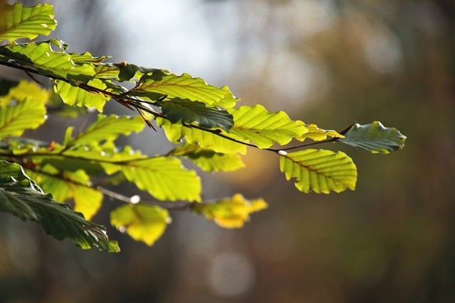 Free download leaves fall forest nature tree free picture to be edited with GIMP free online image editor