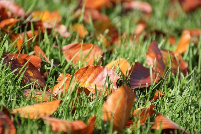 Free download leaves fall grass meadow brown free picture to be edited with GIMP free online image editor