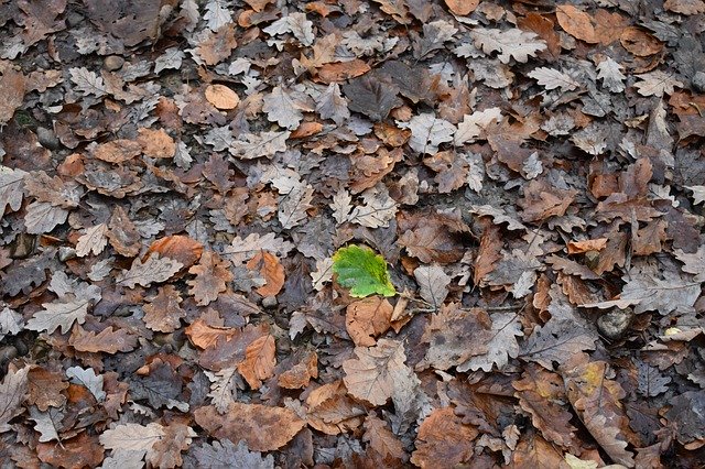 Kostenloser Download Leaves Fall Leaf - kostenloses Foto oder Bild zur Bearbeitung mit GIMP Online-Bildbearbeitung