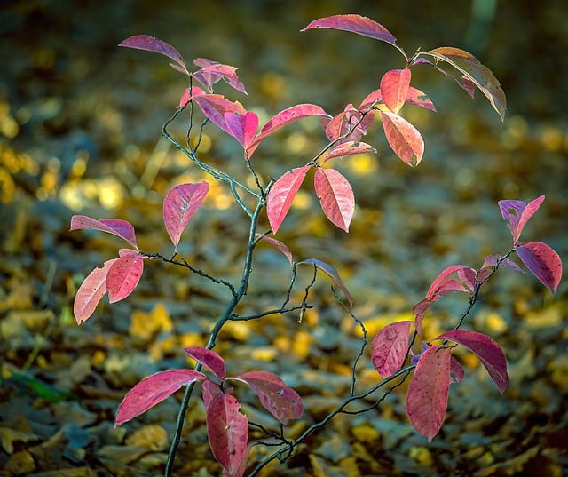 Free download leaves fall nature flora free picture to be edited with GIMP free online image editor