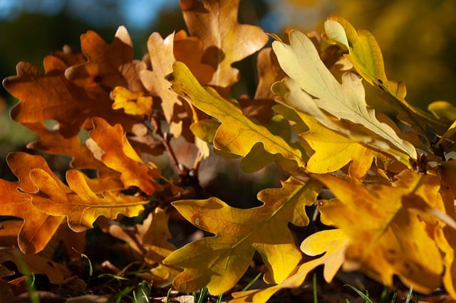 Free graphic leaves fall oak leaves nature to be edited by GIMP free image editor by OffiDocs