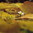 Leaves fall on the grass  screen for extension Chrome web store in OffiDocs Chromium